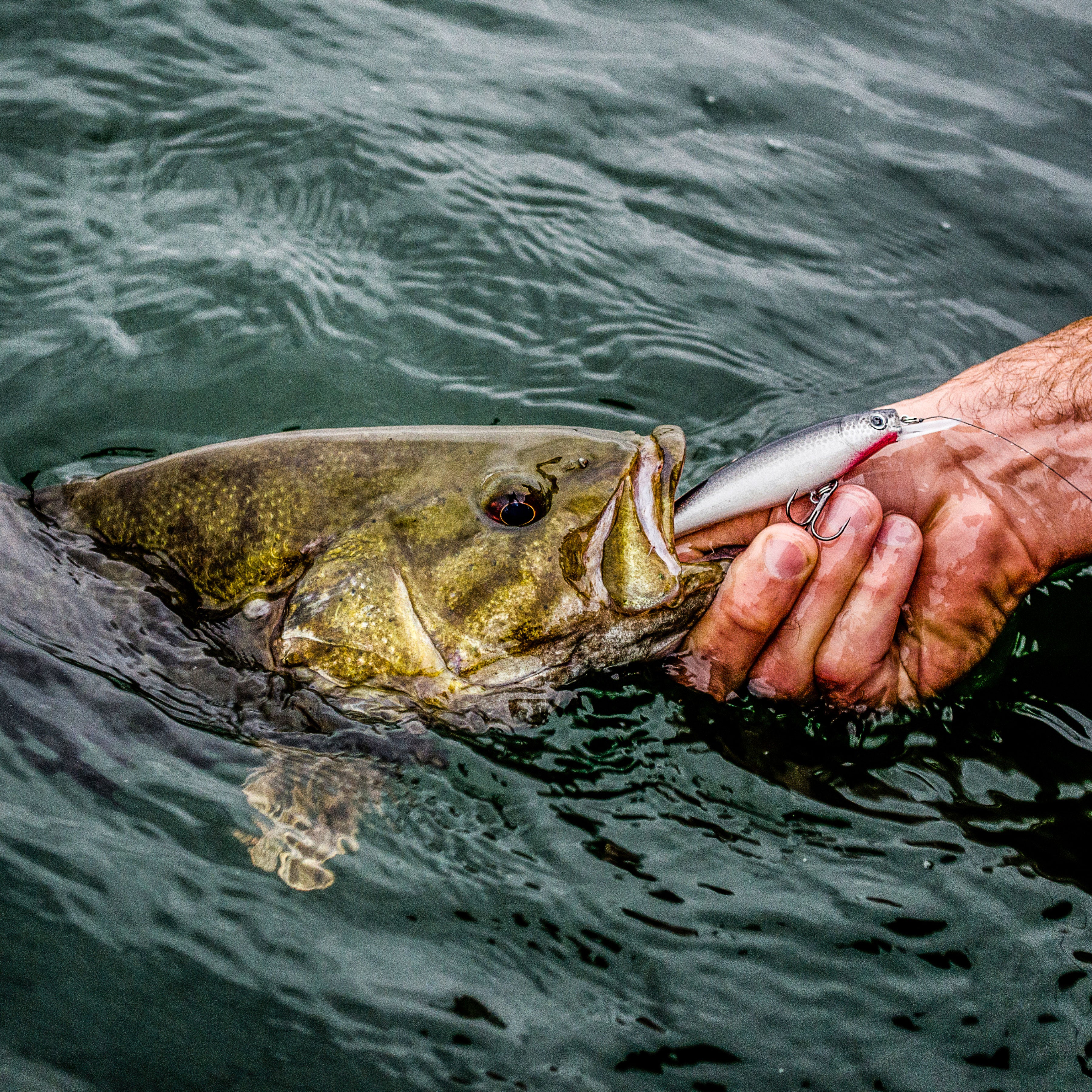 fish oil lure FishDaddy Jerk Bait BioSilicone Soft Plastics 4.6in UV Glow Green Pumpkin Made up of several targeted bait fish for steelhead Why You Should Skip Oil-Based