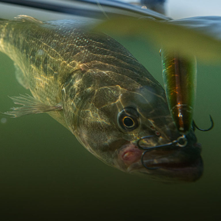 Bass Spawn