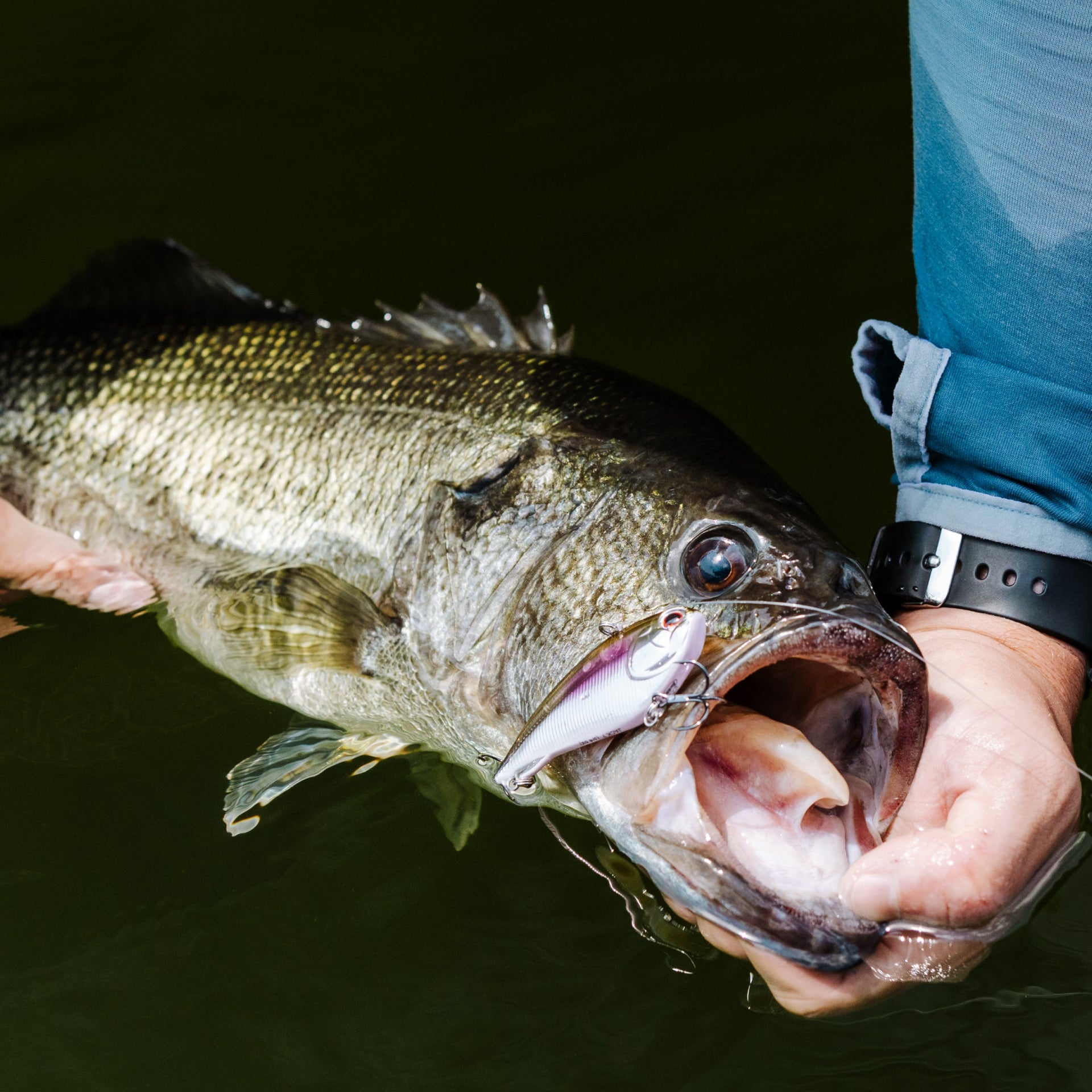 What Is Forward Facing Sonar?