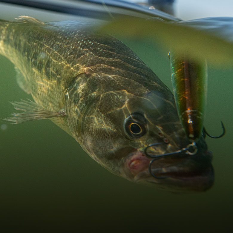 Image of a fish on the line