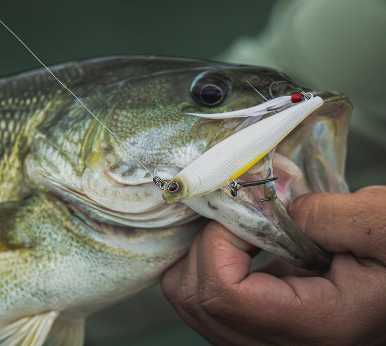 A close-up action shot of a bass fishing lure being held in the mouth of a largemouth bass, with a human hand supporting the fish. The lure is a white topwater popper with a yellow belly and red eye accent.