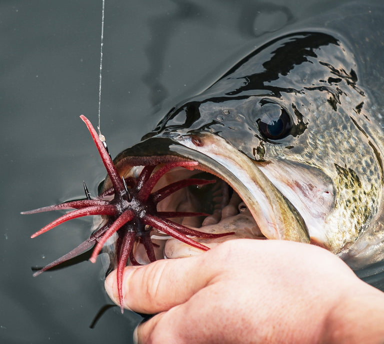 Fish with a red and black lure in its mouth, held by a hand above water.