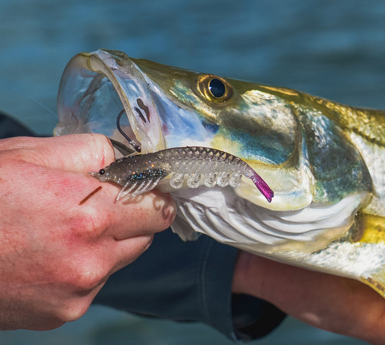 A close-up action shot of a soft plastic fishing lure being held in the mouth of a largemouth bass, with a person's hand holding the fish and water in the background.