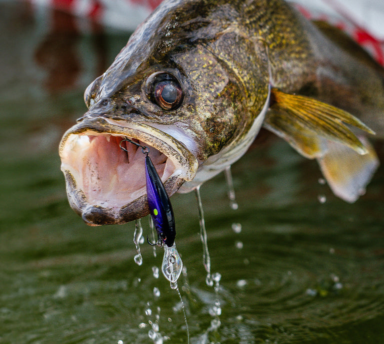 A close-up action shot of a largemouth bass with its mouth wide open, biting a shiny dark blue and purple fishing lure. Water droplets are visible dripping from the lure and around the fish's mouth, set against a dark green body of water.