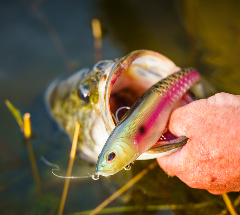 Largemouth bass with a lure in its mouth held by a person, with water and grass in the background.