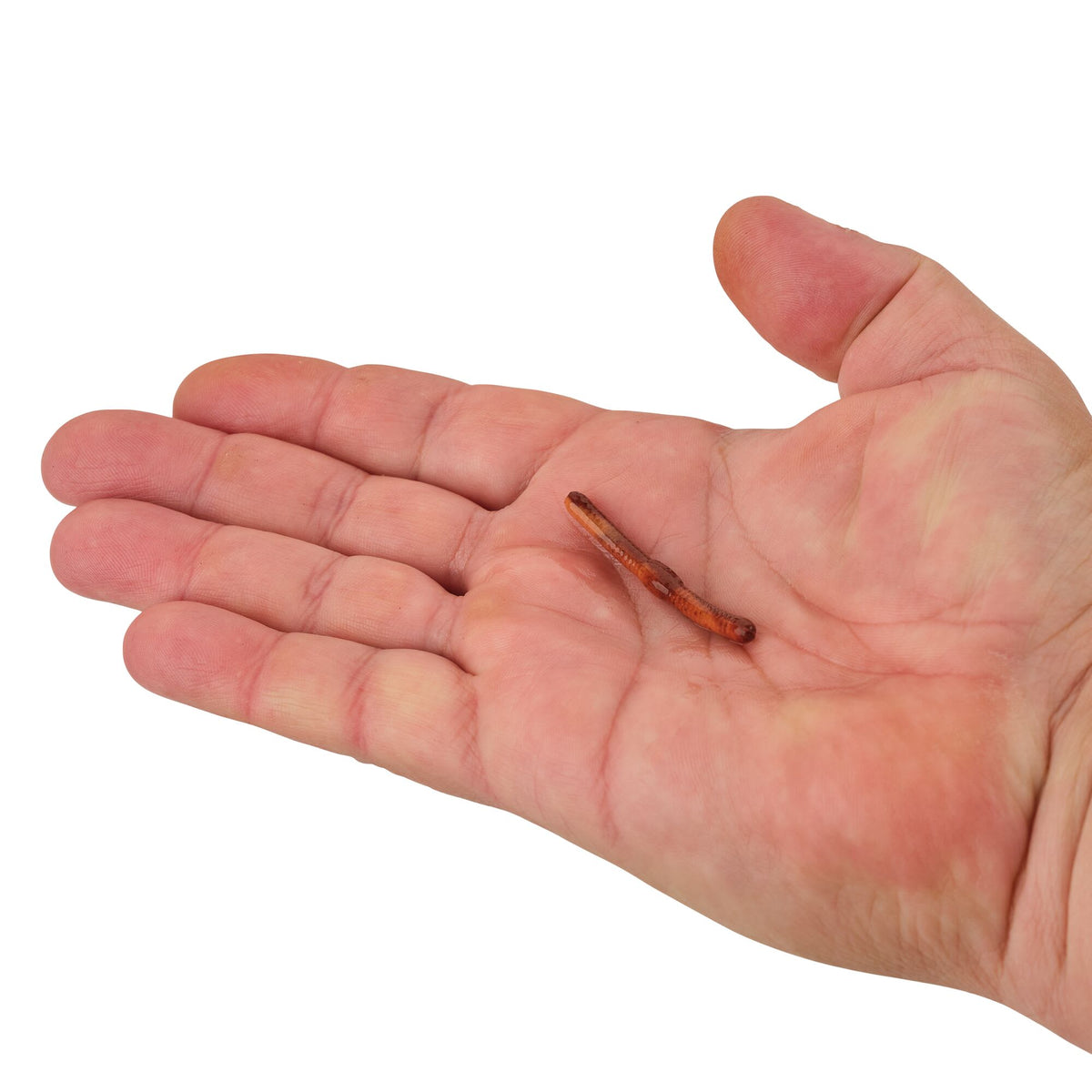 Berkley Gulp! Alive!® Fat Floating Trout Worm