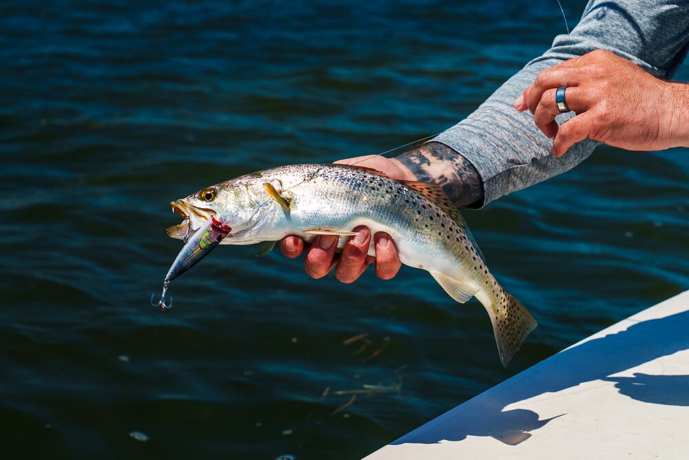 A person on a boat holds a freshly caught trout over dark blue water, holding it in both hands. The trout has a silver and gold speckled body with a dark tail, and it is holding a small lure in its mouth.