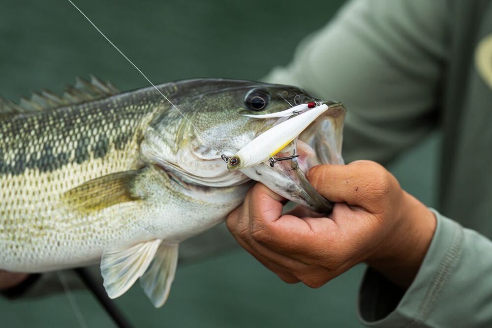 A close-up of a largemouth bass being held by a person, with a white and yellow fishing lure visibly in the fish's mouth.