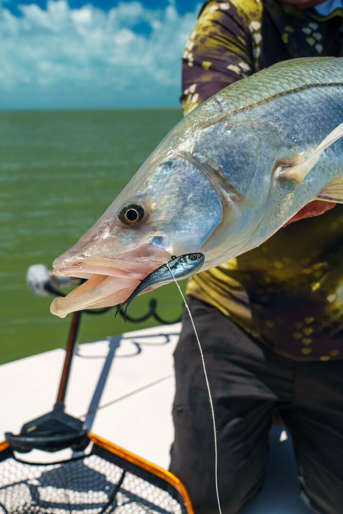 A close-up action shot of a fisherman holding a large silver fish with a small blue-and-black fishing lure hooked in its mouth, with water and sky in the background.