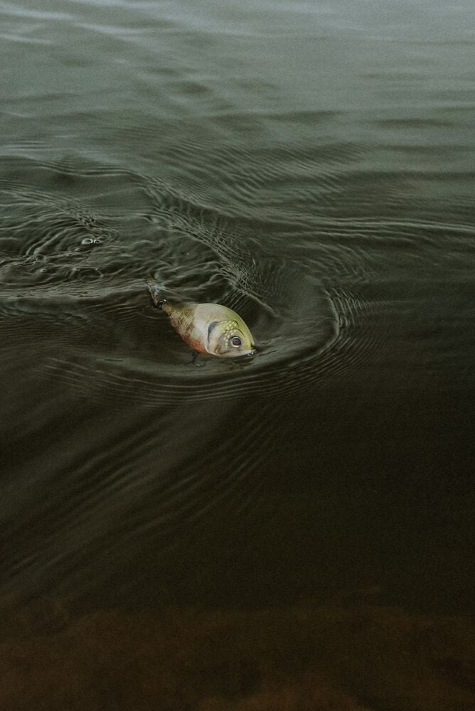 A small fish floating on the surface of dark, rippled water.
