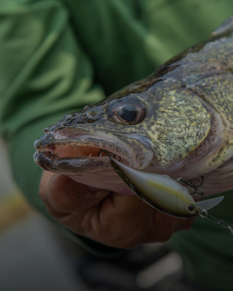 Close-up of a fish holding a fishing lure with a blurred green background